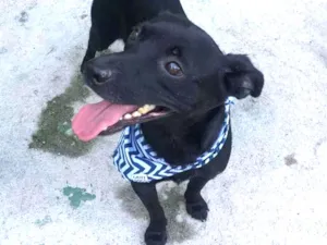 Cachorro raça SRD  idade 2 anos nome Feijuca 