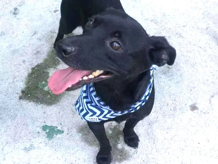 Cachorro raça SRD  idade 2 anos nome Feijuca 