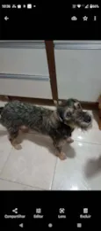 Laika