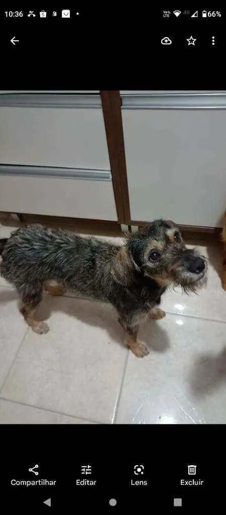 Cachorro ra a SRD idade 2 anos nome Laika