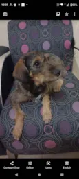 Laika