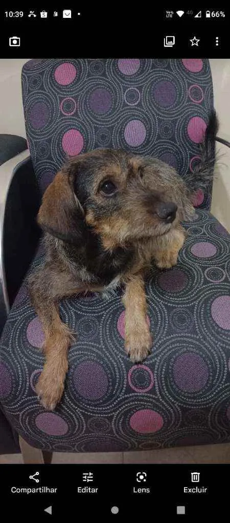 Cachorro ra a SRD idade 2 anos nome Laika