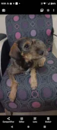 Laika