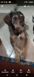 Laika