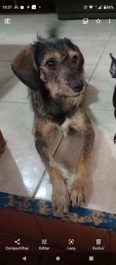 Cachorro ra a SRD idade 2 anos nome Laika