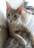 BORIS