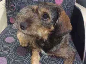 Cachorro raça SRD idade 2 anos nome Laika