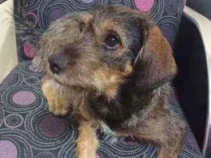 Cachorro ra a SRD idade 2 anos nome Laika