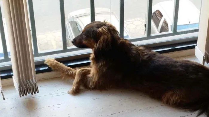 Cachorro ra a SRD idade 6 ou mais anos nome Trufa