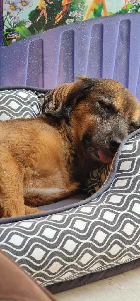 Cachorro ra a SRD idade 6 ou mais anos nome Trufa