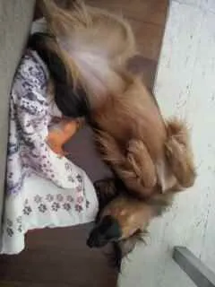 Cachorro ra a SRD idade 6 ou mais anos nome Trufa