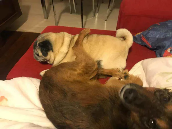Cachorro ra a SRD idade 6 ou mais anos nome Trufa