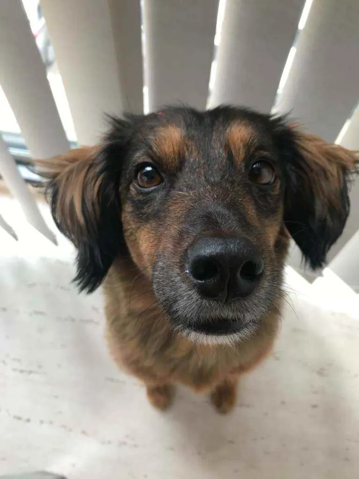 Cachorro ra a SRD idade 6 ou mais anos nome Trufa