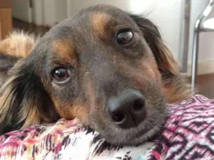 Cachorro raça SRD idade 6 ou mais anos nome Trufa