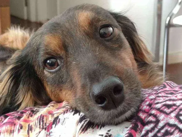 Cachorro ra a SRD idade 6 ou mais anos nome Trufa