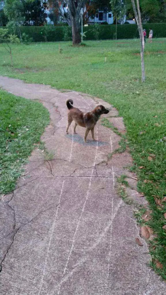 Cachorro ra a SRD idade 6 ou mais anos nome Trufa