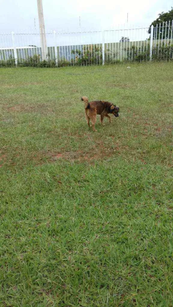 Cachorro ra a SRD idade 6 ou mais anos nome Trufa
