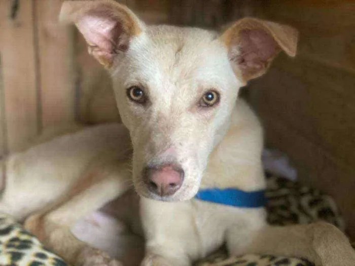 Cachorro ra a Vira Lata idade 1 ano nome Suspiro