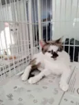Lua