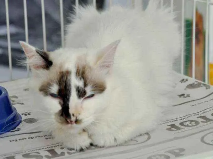 Gato ra a Srd idade 2 anos nome Isis