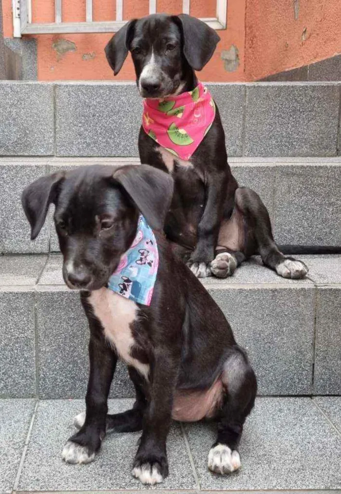 Cachorro ra a Srd  idade 2 a 6 meses nome Filhotes 4 meses