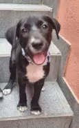 Filhotes 4 meses