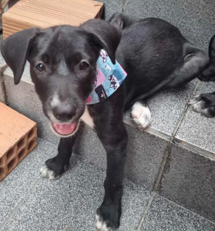Cachorro ra a Srd  idade 2 a 6 meses nome Filhotes 4 meses