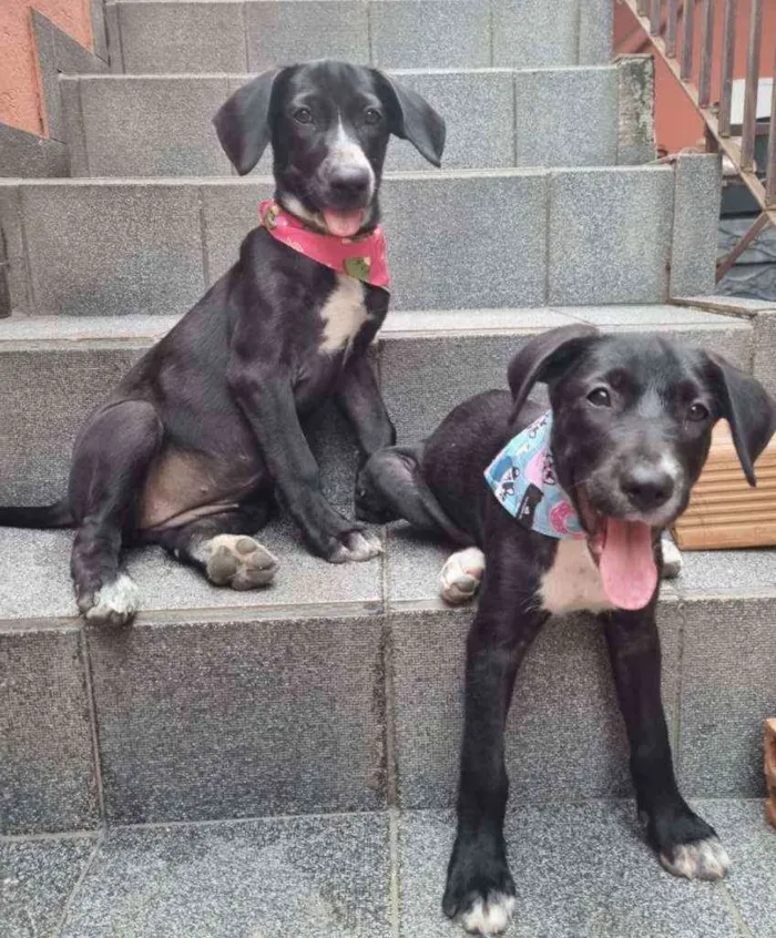 Cachorro ra a Srd  idade 2 a 6 meses nome Filhotes 4 meses