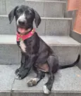 Filhotes 4 meses