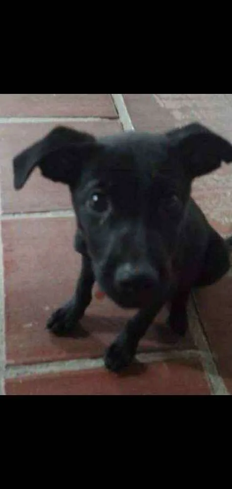 Cachorro ra a  idade 2 a 6 meses nome Negão