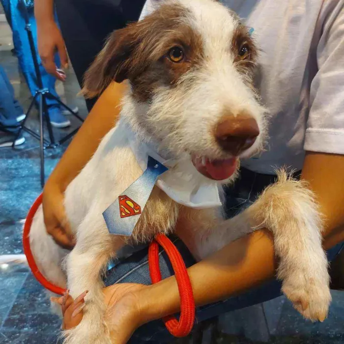 Cachorro ra a SRD idade 2 a 6 meses nome Cleiton 