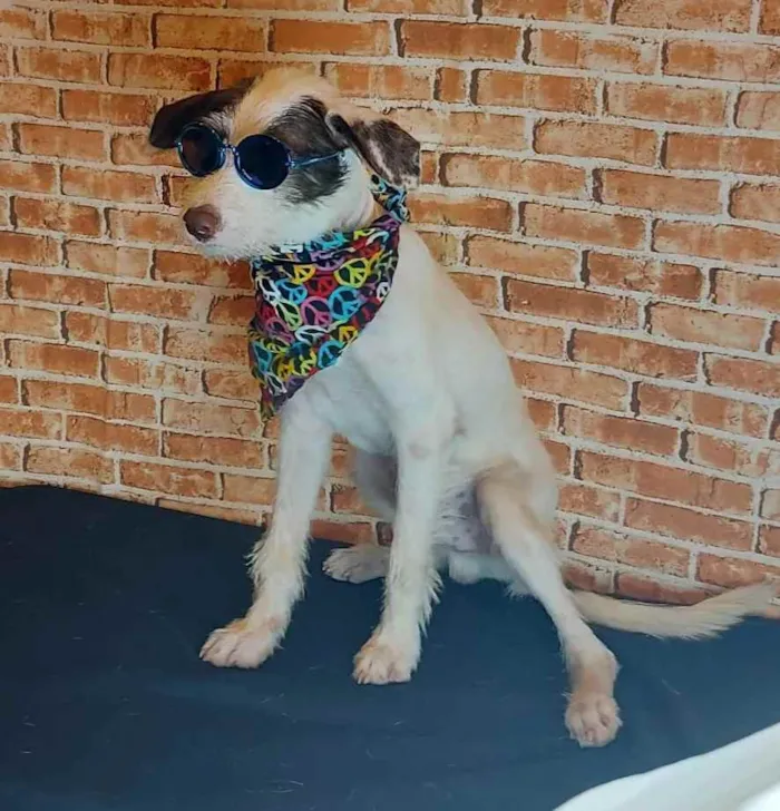 Cachorro ra a SRD idade 2 a 6 meses nome Cleiton 