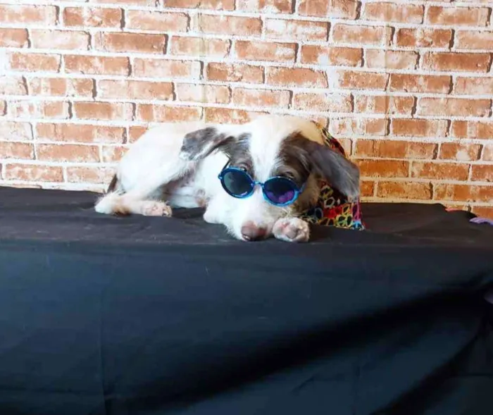 Cachorro ra a SRD idade 2 a 6 meses nome Cleiton 