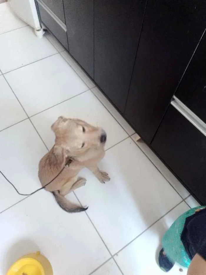 Cachorro ra a Eu creio q vira lata idade 7 a 11 meses nome Mainê