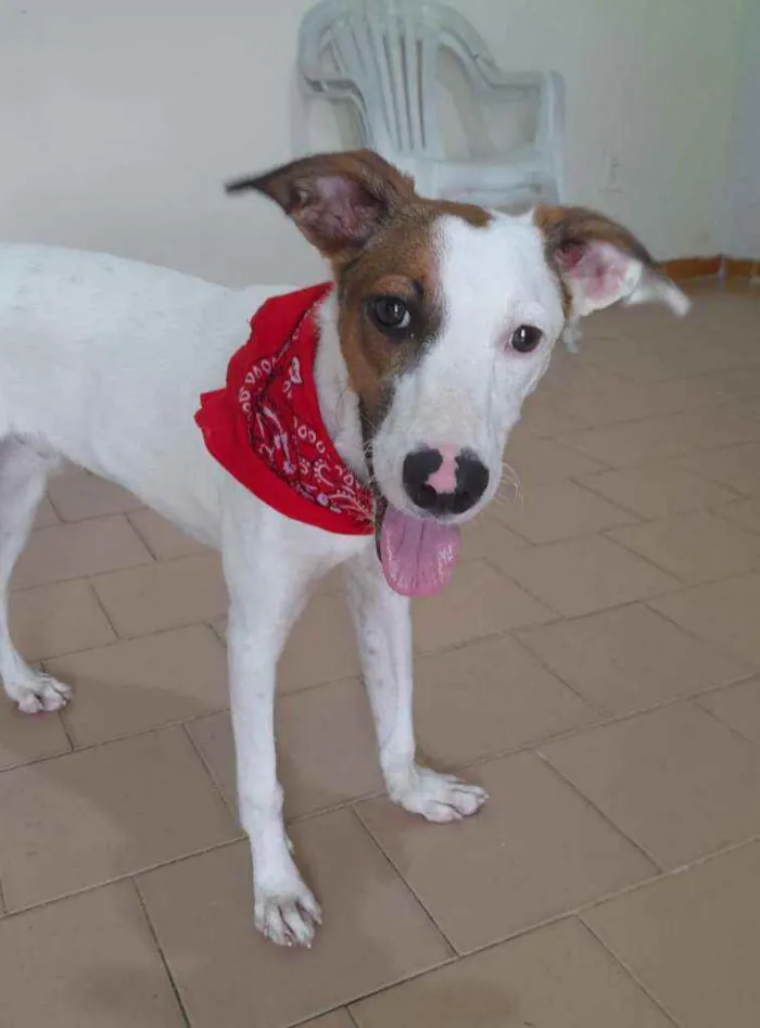 Cachorro ra a Srd idade 7 a 11 meses nome Apolo