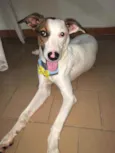 Apolo