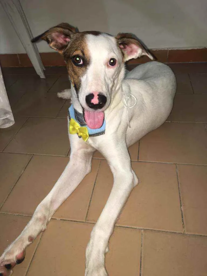 Cachorro ra a Srd idade 7 a 11 meses nome Apolo