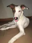 Apolo