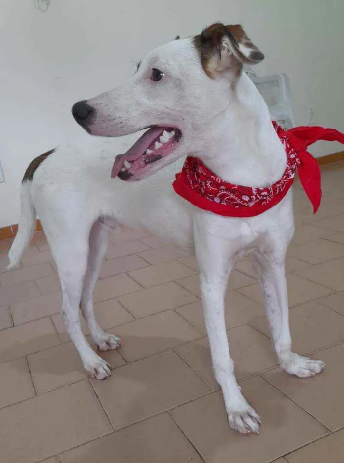 Cachorro ra a Srd idade 7 a 11 meses nome Apolo