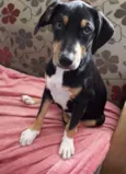 Bob