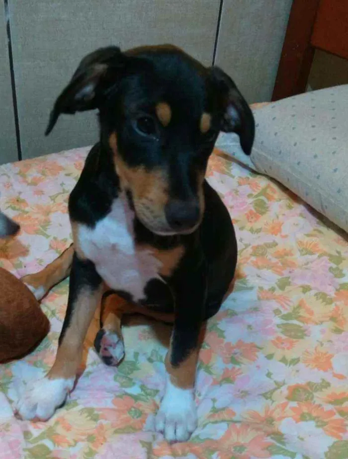 Cachorro ra a Srd  idade 2 a 6 meses nome Bob