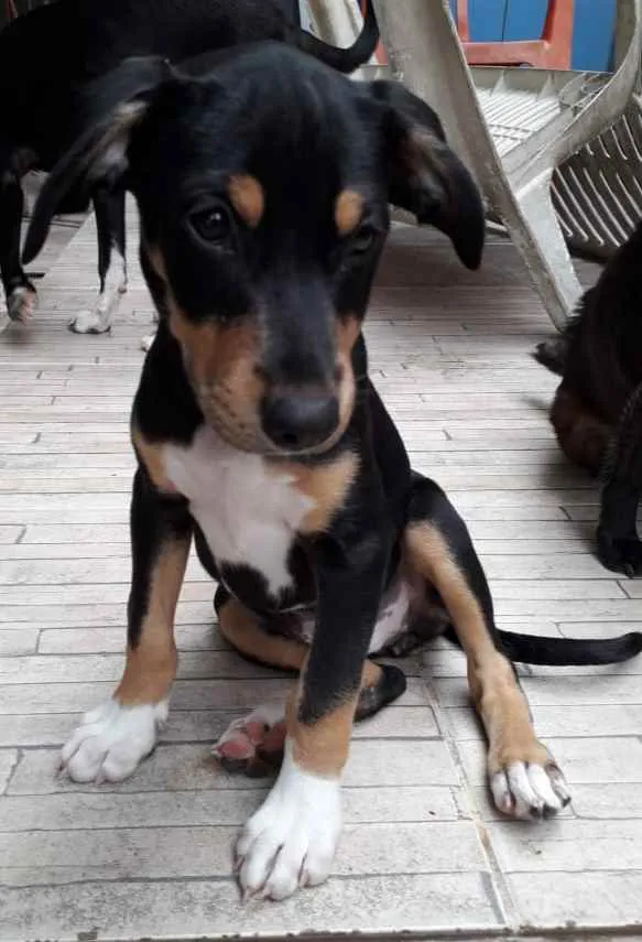 Cachorro ra a Srd  idade 2 a 6 meses nome Bob