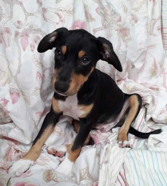 Cachorro ra a Srd  idade 2 a 6 meses nome Bob
