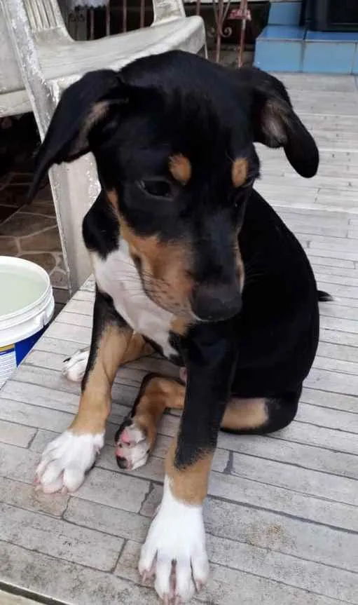 Cachorro ra a Srd  idade 2 a 6 meses nome Bob