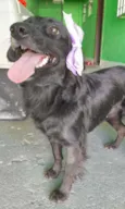 Pipa