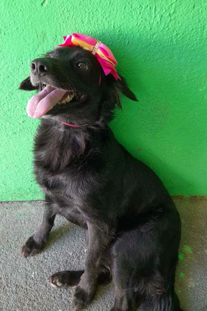 Cachorro ra a SRD idade 1 ano nome Pipa