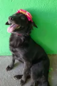 Pipa