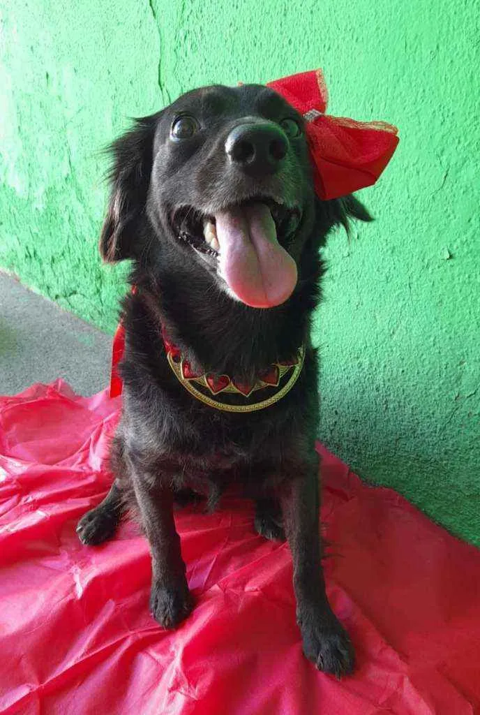 Cachorro ra a SRD idade 1 ano nome Pipa