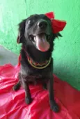 Pipa