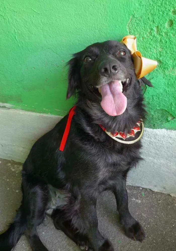 Cachorro ra a SRD idade 1 ano nome Pipa